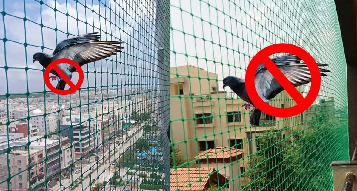 Pigeon Nets